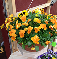 Barrington Mulch & Flower